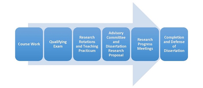 Workflow diagram of the PhD in Clinical anatomy plan of study. Go to the image long description page for more information.